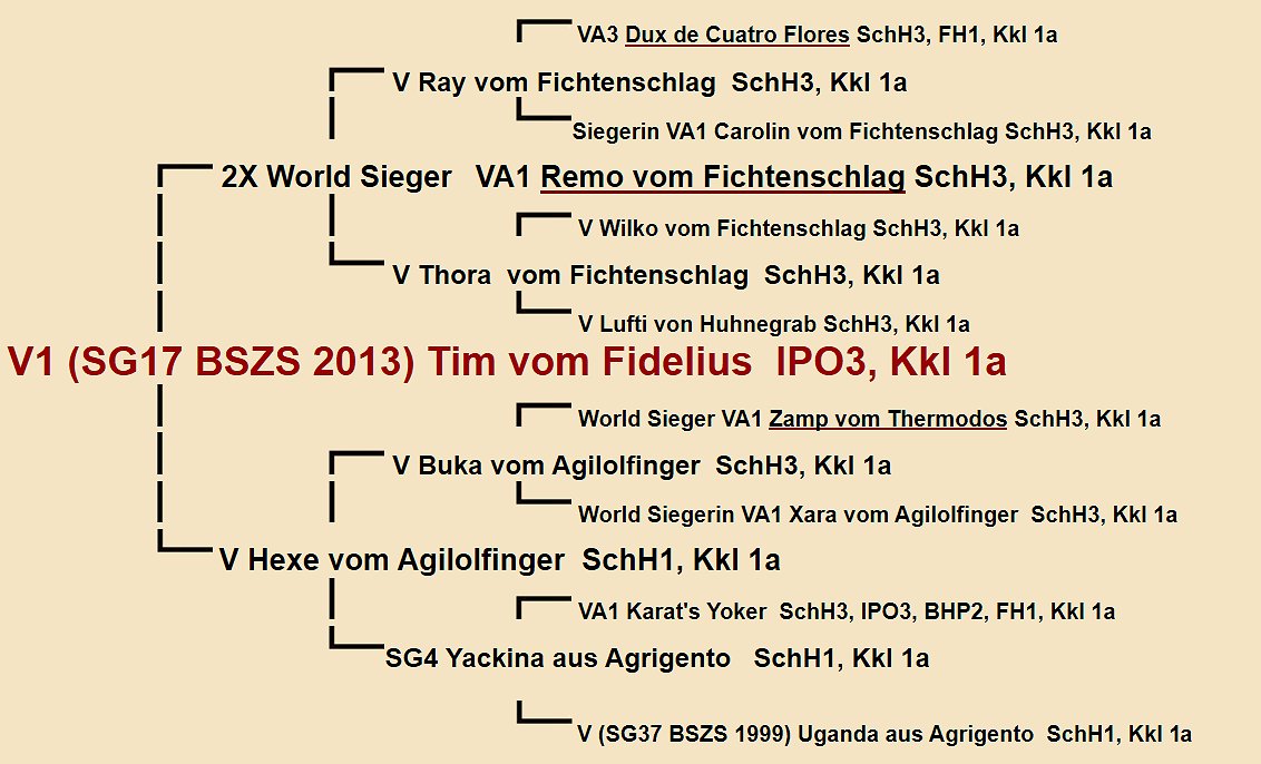 Pedigree of Tim vom Fidelius IPO3 | Fleischerheim Imported Trained Protection German Shepherd Male Guard Dogs for sale