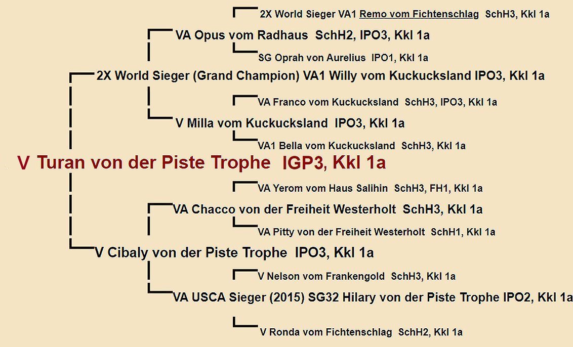 Pedigree of Turan von der Piste Trophe IGP3 | Fleischerheim Imported Trained Protection German Shepherd Male Guard Dogs for sale