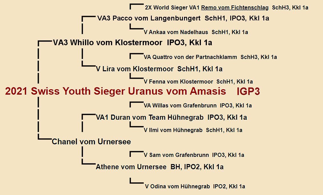 2021 Swiss Youth Sieger Uranus vom Amasis Pedigree