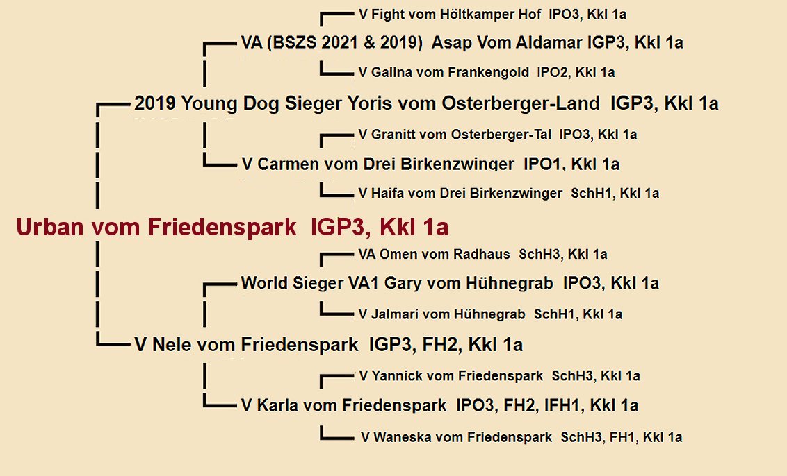 Pedigree of Urban vom Friedenspark IGP3 | Fleischerheim Imported Trained Protection German Shepherd Male Guard Dogs for sale