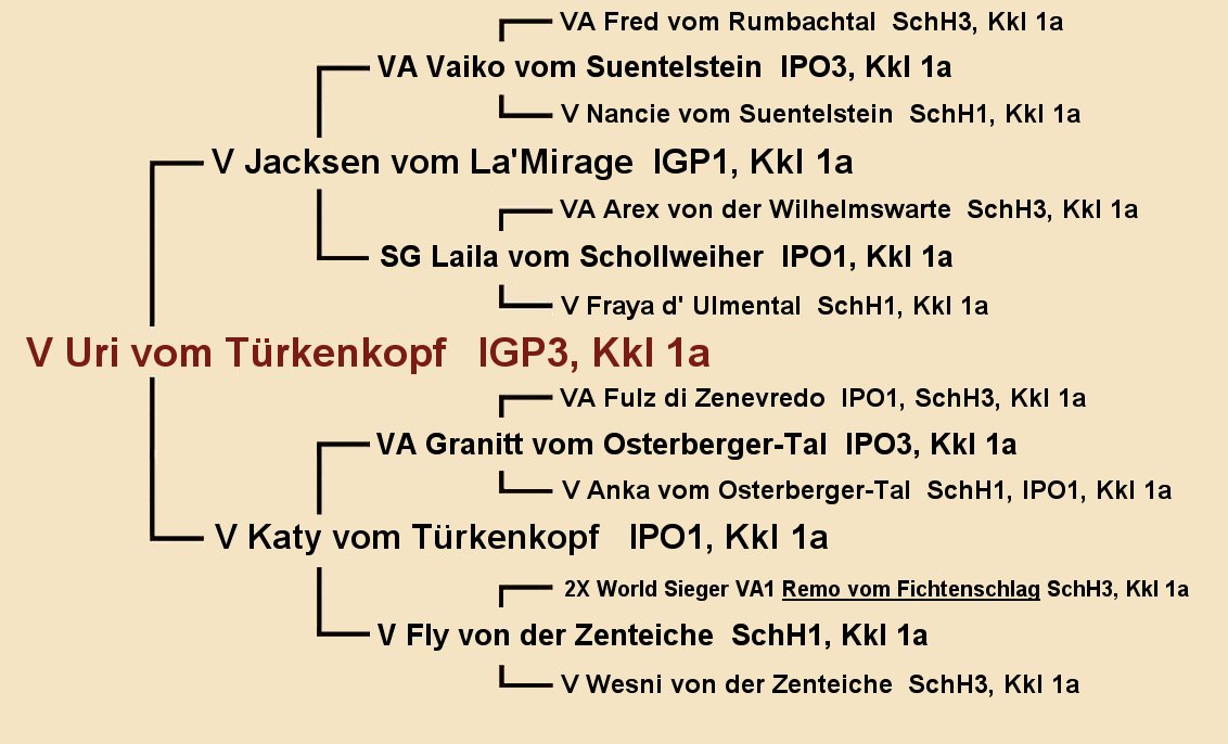 V Uri vom Turkenkopf IGP3 Pedigree