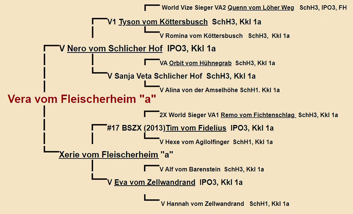 Vera vom Fleischerheim Pedigree