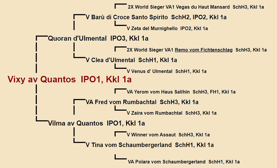 Vixy av Quantos Pedigree