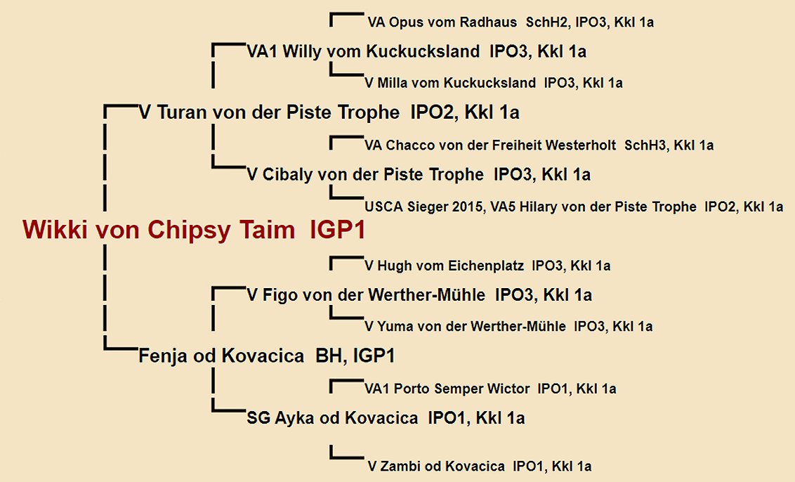 Wikki vom Chipsy Taim IGP1 Pedigree