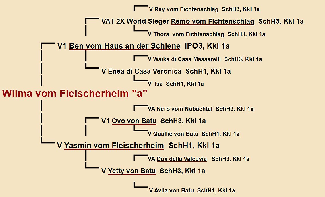 Wilma vom Fleischerheim Pedigree