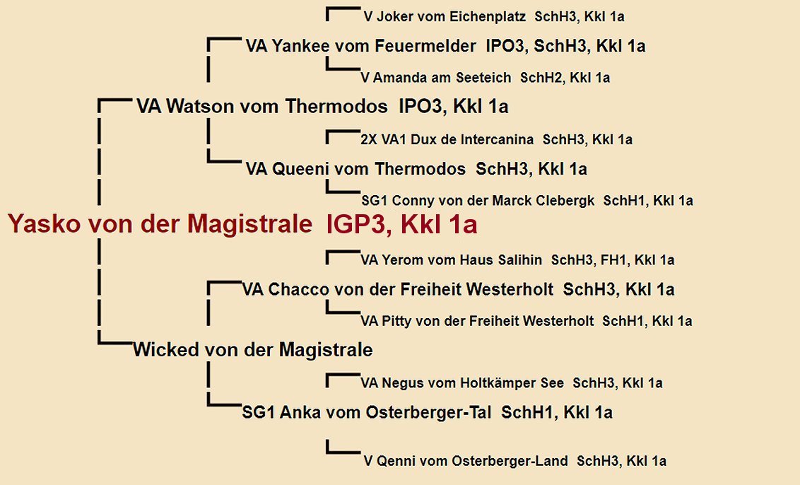 Pedigree of Yasko von der Magistrale IGP3 | Fleischerheim Imported Trained Protection German Shepherd Male Guard Dogs for sale