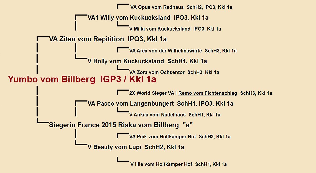 Pedigree of Yumbo vom Billberg IGP3 | Fleischerheim Imported Trained Protection German Shepherd Male Guard Dogs for sale