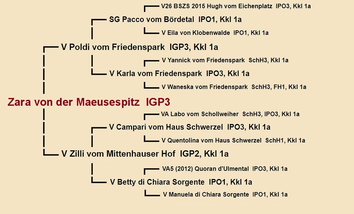 Pedigree of Spike vom Turkenkopf - Fleischerheim Imported Trained Protection German Shepherd Male Guard Dogs