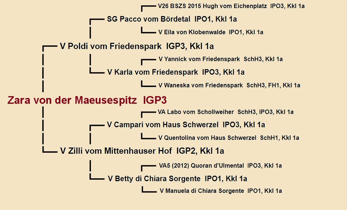 Pedigree of Sumit von der Planwarte | Fleischerheim Imported Trained Protection German Shepherd Male Guard Dogs for sale