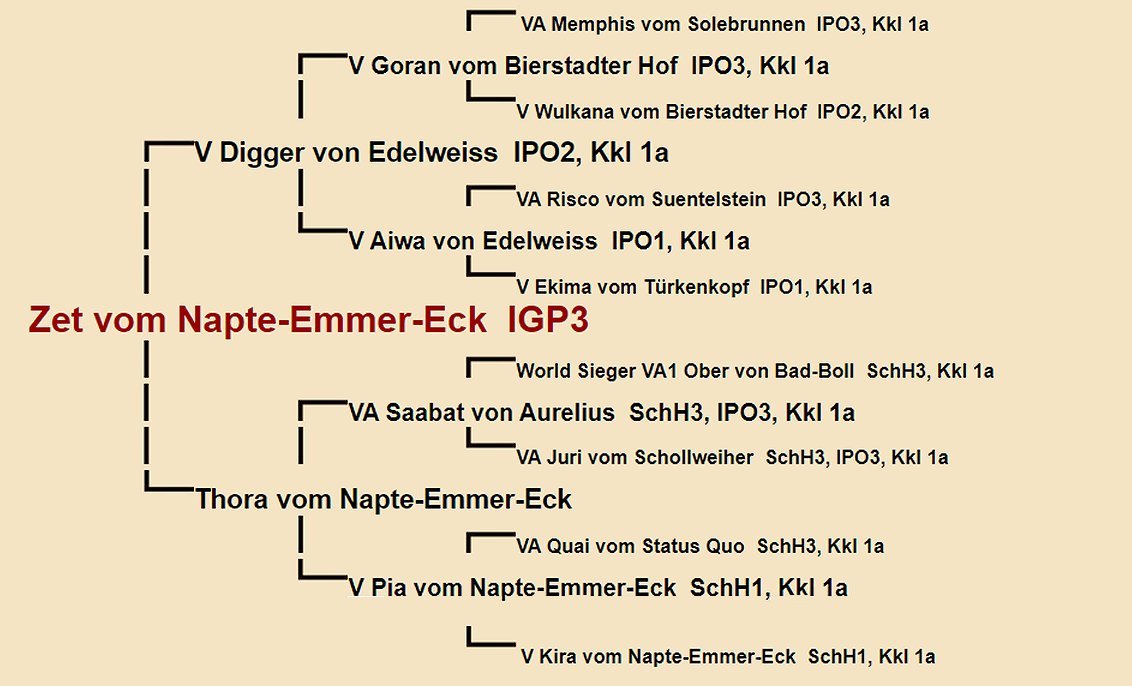 Zet vom Napte-Emmer-Eck Pedigree