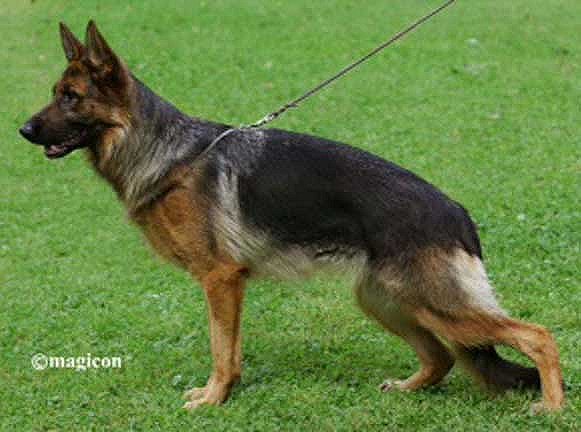 Contact Fleischerheim German Shepherd Imported Protection Trained GSSDs from Germany