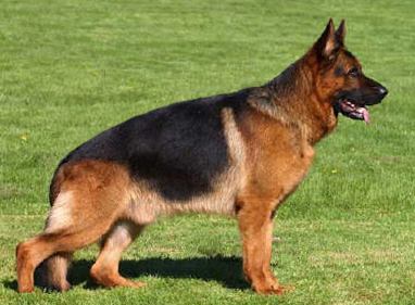 Rapi Supra - Imported German Shepherd