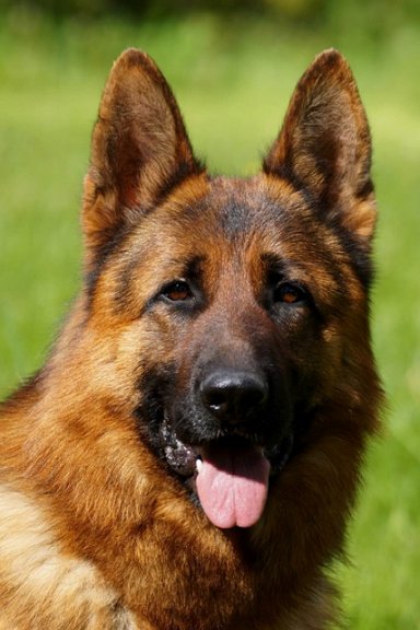 Atze Protection Trained German Shepherd Dog from Germany to the USA - Personal protection Guard