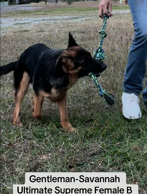 Gentleman - Savannah Female B German Shepherd Puppy available from Fleischerheim German Shepherds
