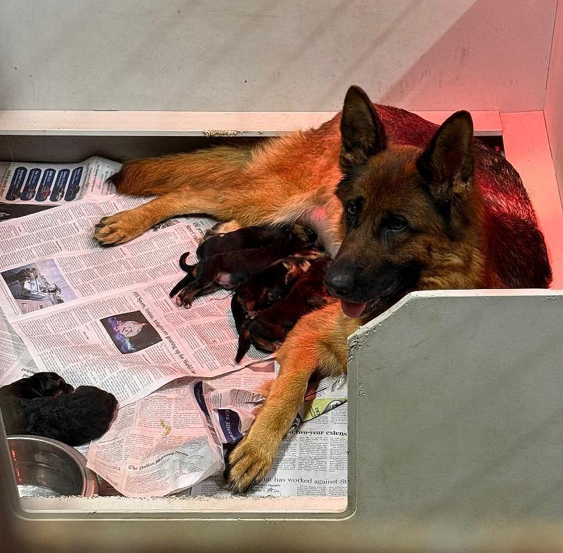 ・Germanshepherd・１９７４〜・１６×２０・ Copen・ German Shepherd 20 x 20 Pillow - Eric and Christopher