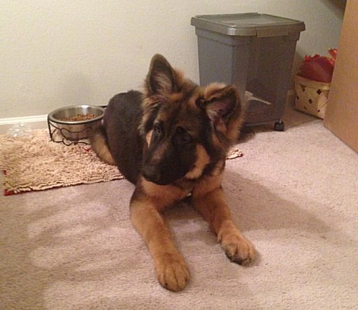 Blackie for Sophia passed away - Purebred Imported German Shepherd puppy For Sale