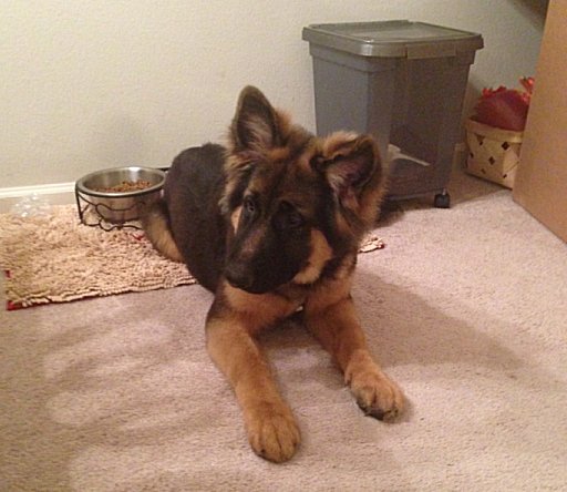 Kelsey - Burlington Washington - Purebred Imported German Shepherd Dog For Sale