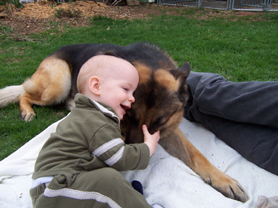 German Shepherd Plays with Baby