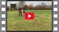 Lady von Assaut IPO1 Obedience Training Video - Visit Fleischerheim's YouTube Channel