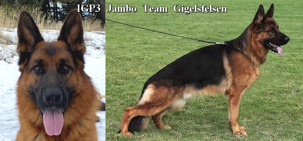 V Natan Team Gigelsfelsen  - Trained Protection Male for sale at Fleischerheim Imported German Shepherd Dogs from Germany